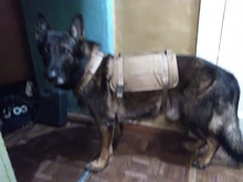 Dog-Vest Pet-Training-Vest Military-Working Tactical Dogs Strong-Dog Large with Handle