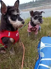 Arnés ajustable para perros y gatos, chaleco reflectante para cachorros y gatos, con cuerda de tracción, accesorios para mascotas, chaleco transpirable