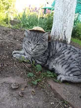 Sombrero Estilo Hawaiano para mascotas, Sombrero pequeño/grande de 14cm y 16cm de diámetro, envío directo