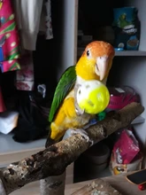 Pet Parrot Toy Bird Hollow Bell Ball For Parakeet Cockatiel Chew Fun Cage Toys 23