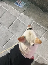 Collar de cabeza de entrenamiento para perros, arnés de nailon con cuello Halter, creativo, para todas las estaciones