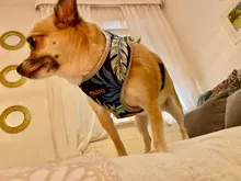 Arnés para perro o gato de nailon, arnés para perro o gato impreso, arneses para perros pequeños, chaleco para caminar para mascotas, correa para gatos, Bulldog Francés, Chihuahua, Yorkshire