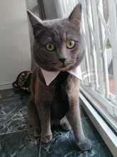 Corbata Formal para perro y gato, esmoquin, Collar de lazo para perro y gato, accesorios para mascotas, traje para perros medianos y pequeños
