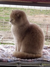 Estera Franela suave para mascotas, cama gruesa de invierno para perros pequeños, medianos y grandes, manta Gato caliente para dormir