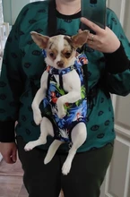 Bolsa de transporte de malla para perros y gatos, mochila de viaje al aire libre, portátil y transpirable