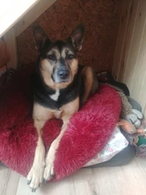 Invierno cálido cuadradas Super sueño reparador de perro cama de felpa larga lavable Cat Mat cesta para perros grandes cachorro casa nido cojín sofá