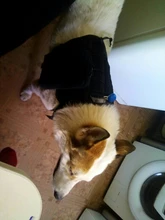 Chaleco táctico para perro, ropa de perro militar transpirable, arnés K9, tamaño ajustable, entrenamiento, caza, Molle, arnés táctico para perro