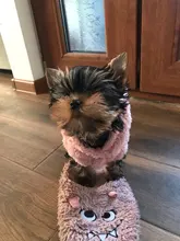 Jacket Clothing Puppy-Clothes Pet-Cat-Costume Dogs Soft-Fleece Chihuahua Winter For Yorkshire