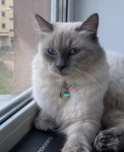 Placas de identificación personalizadas para perros, placas de identificación de Metal para cachorros, placas de identificación antipérdida para perros, gatos Pitbull, tarifa de grabado incluida accesorios para perros