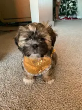 Scarf Pet-Accessories Dog-Supplies Puppy Cat-Bandana Washable-Collar Medium Cats Adjustable