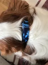 Collar personalizado de nailon para perros, correa ajustable con placa de identificación para mascotas, medianos y grandes