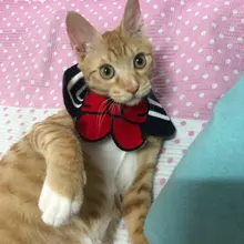 Accesorios para Mascotas, Baberos con lazo para gatos, Bandana para Perros, Accesorios para Perros, bufanda, productos para Mascotas