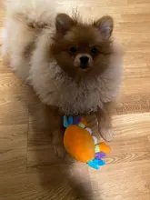 De calamar juguete de perro de mascota de peluche de juguete de masticar cachorro prensa sonido de chirrido juguetes para perros varios juguetes