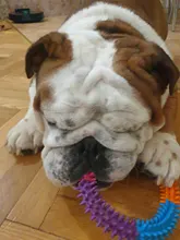 Anillo de espina Multicolor de goma TPR, juguete para mascotas, gato y perro, calidad Molar, juguete ambiental para gatos y perros