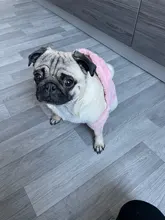 Jacket Clothing Puppy-Clothes Pet-Cat-Costume Dogs Soft-Fleece Chihuahua Winter For Yorkshire