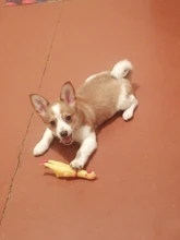 Pollo chillón de goma, bonita y divertida caricatura, Grande/cachorro interactivo, perro de juguete, Limpieza de dientes, Sm ll, juguetes para mascotas