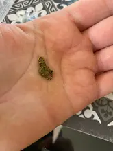 20 Uds. De colgante de reloj Vintage de 9x16mm, colgante de dos colores para pulseras, collar DIY, fabricación de joyas de Metal