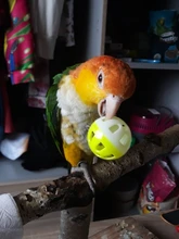 Pet Parrot Toy Bird Hollow Bell Ball For Parakeet Cockatiel Chew Fun Cage Toys 23