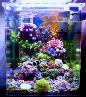 Acuario Marino Nano Reef 30L
Acuario Marino Nano Reef 30L