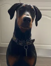 10 colores reflectantes cachorro Collar para perro grande con hebilla Collar ajustable para mascota pequeño mediano para perros Pitbull Correa Cadena de perro