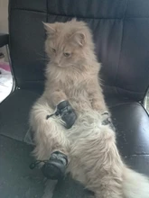 Funda de baño antimordedura para zapatos de gato, Protector de patas para mascotas, antiarañazos, ajustable