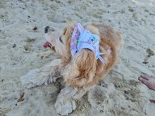 Dog-Cap Headdress-Accessories Puppy Beach-Visor Ear-Holes Dogs Small with for Canvas-Cap