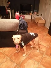 Adidog-ropa de invierno para mascotas, sudaderas pequeñas y de perro de talla mediana, ropa para cachorros, sudadera para perros, Chihuahua, novedad de 2020