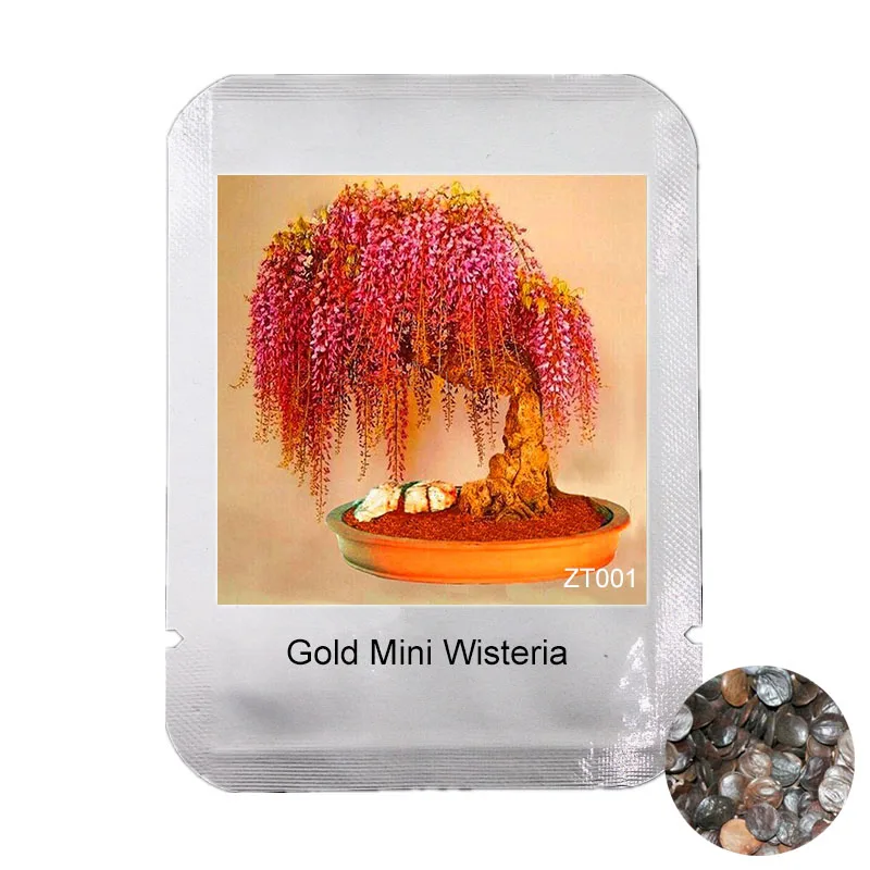 Free Shipping, 10 PCS Rare Gold Mini Bonsai Wisteria Tree Garden Indoor Ornamental flower Plants, Professional Packaging, #ZT00
Free Shipping, 10 PCS Rare Gold Mini Bonsai Wisteria Tree Garden Indoor Ornamental flower Plants, Professional Packaging, #ZT00