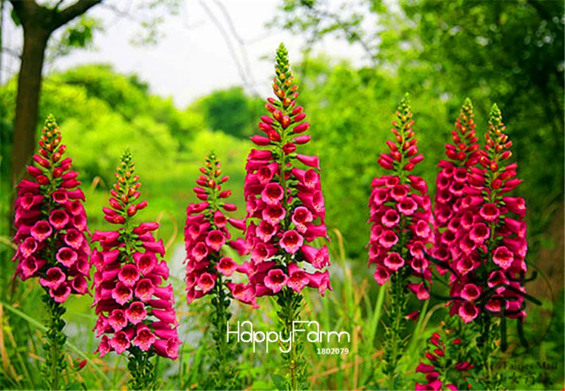 Genuine! 100 Pcs A Bag Organic Flower Bonsai,Digitalis (Foxglove) ,Mixed heirloom,Exotic Plants,Easy To Grow
Genuine! 100 Pcs A Bag Organic Flower Bonsai,Digitalis (Foxglove) ,Mixed heirloom,Exotic Plants,Easy To Grow
