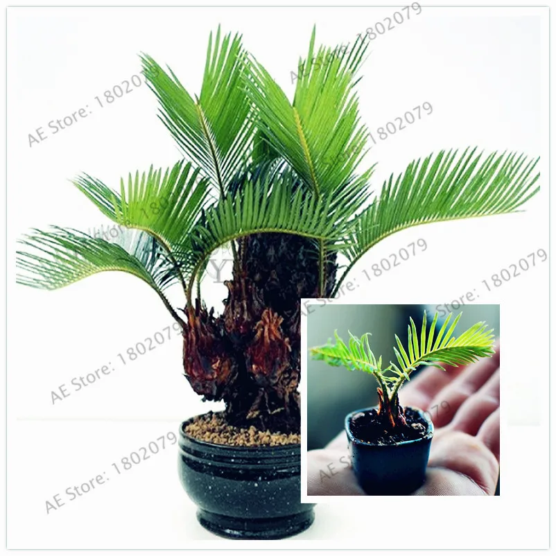 10pcs/bag potted Cycas bonsai,foliage plants air purification cycads tree,home and garden decorative tree 100% true flores
10pcs/bag potted Cycas bonsai,foliage plants air purification cycads tree,home and garden decorative tree 100% true flores