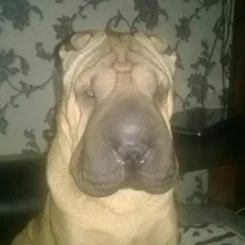 Лого пользователя K***v