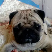 Лого пользователя A***a