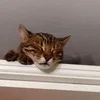 Лого пользователя 9***9