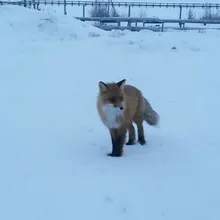 Лого пользователя A***v
