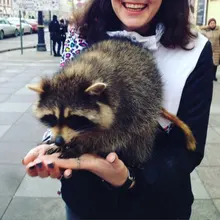 Лого пользователя A***o