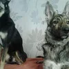 Лого пользователя s***s