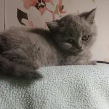 Лого пользователя A***a