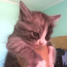Лого пользователя N***a