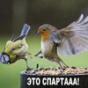 Лого пользователя A***n