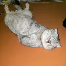 Лого пользователя K***y