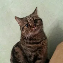 Лого пользователя o***k