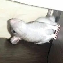 Лого пользователя N***v