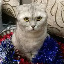 Лого пользователя Y***.