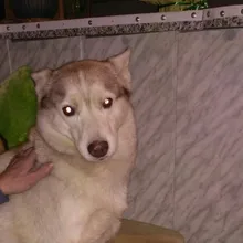 Лого пользователя Y***o