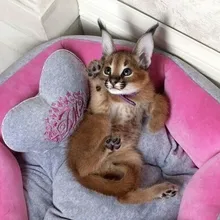 Лого пользователя N***a