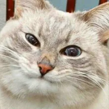 Лого пользователя N***a