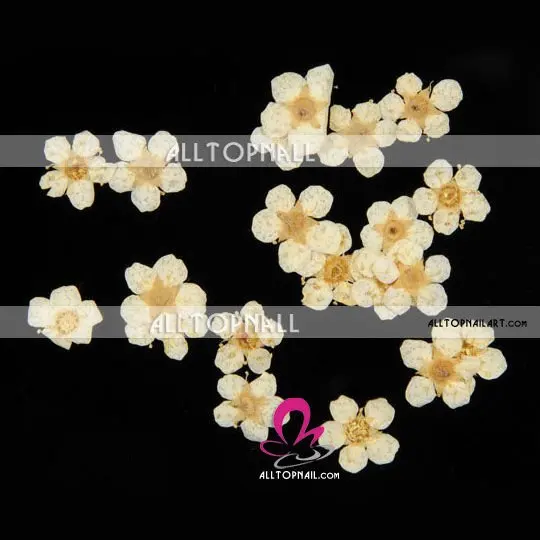 Nail Art flower A_Grade dry nature flower white.jpg