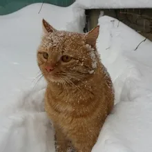 Лого пользователя M***w