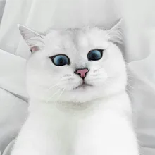 Лого пользователя A***a