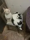 Лого пользователя A***o